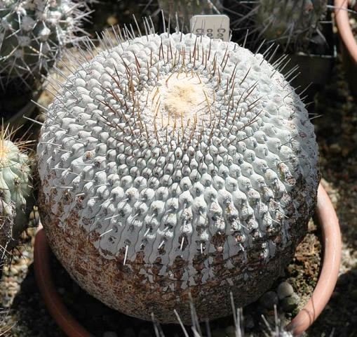Copiapoa_columna_alba
